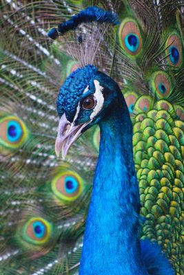 A Beautiful Peacock
