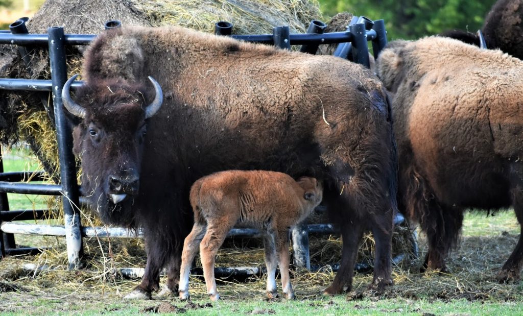 Mother with Baby Bison