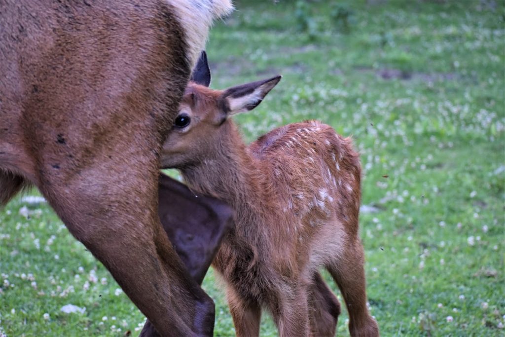 Baby Elk Behind Mom