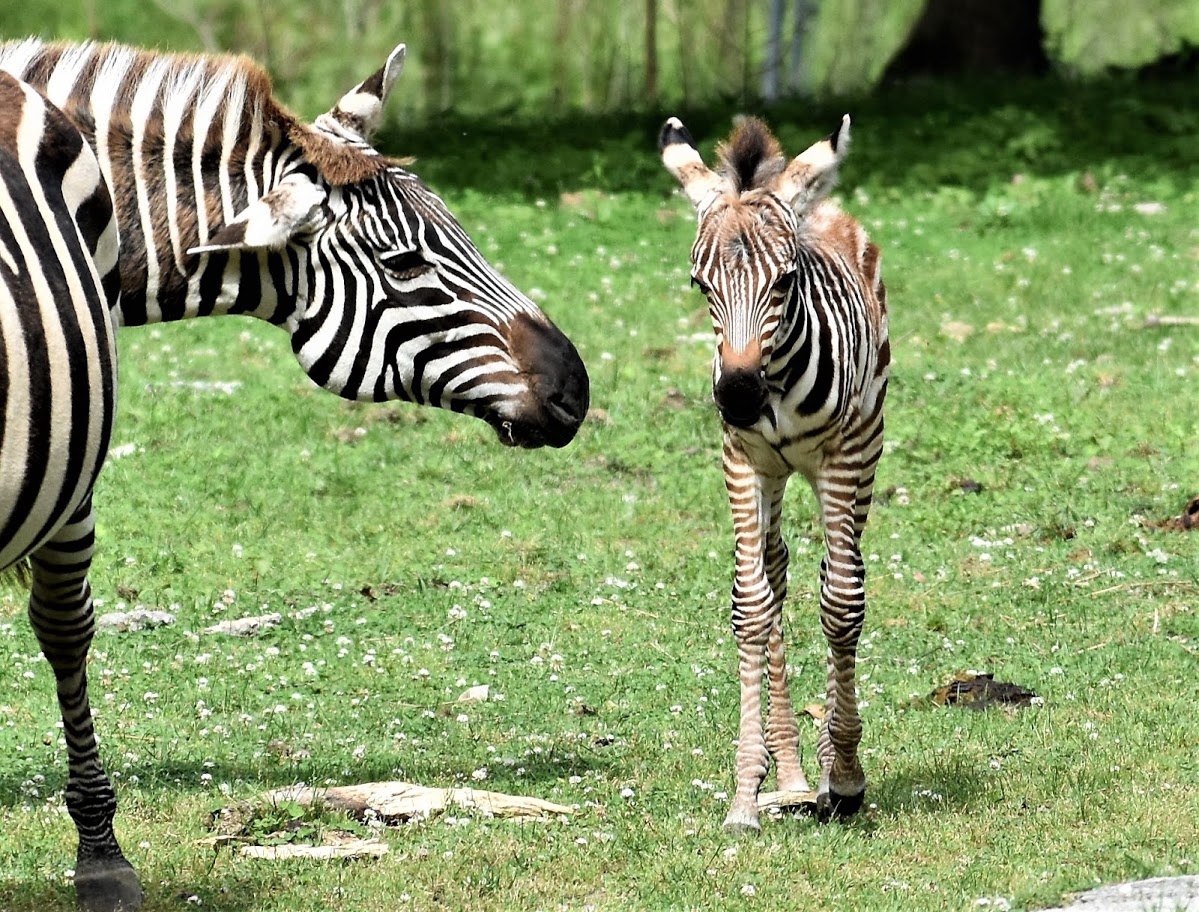 What Sound Does a Zebra Make? | Wild Animal Safari Park