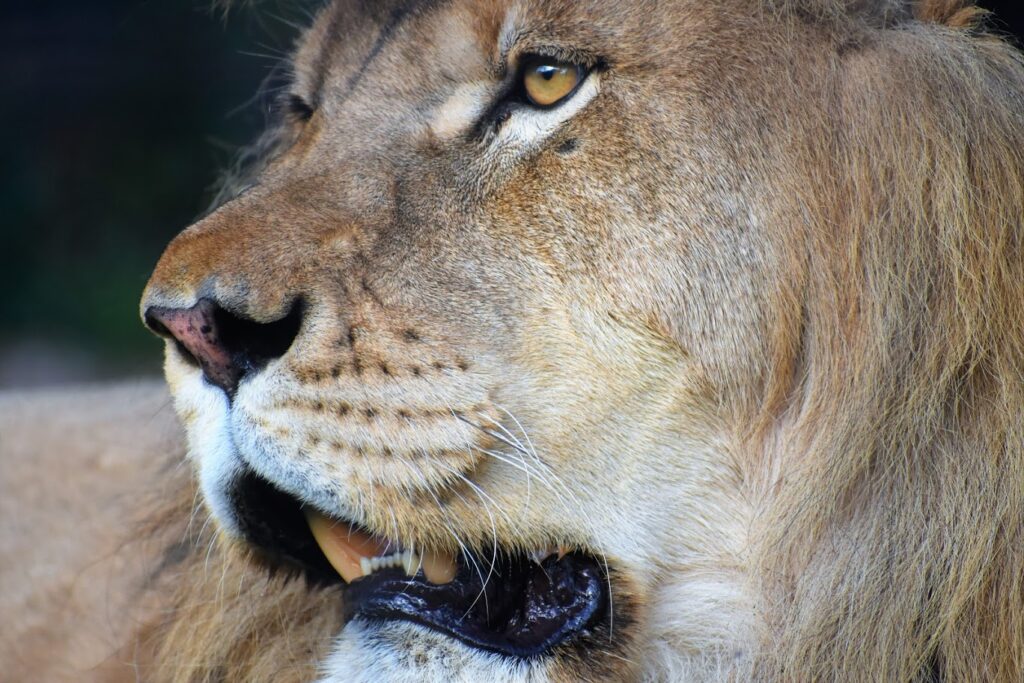 Herc, Lion Closeup