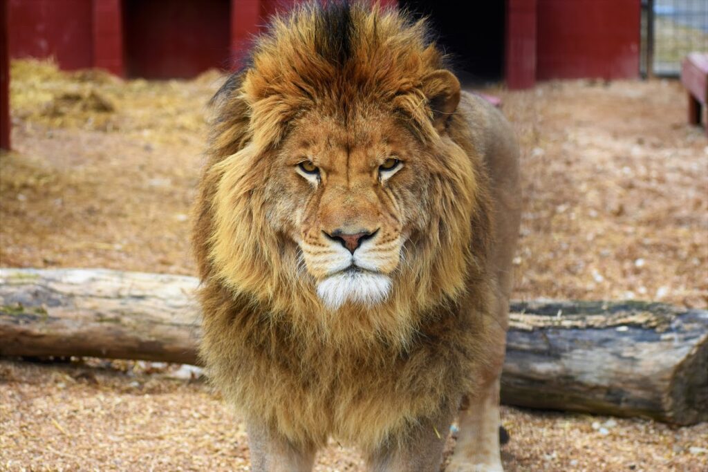 Herc, Lion
