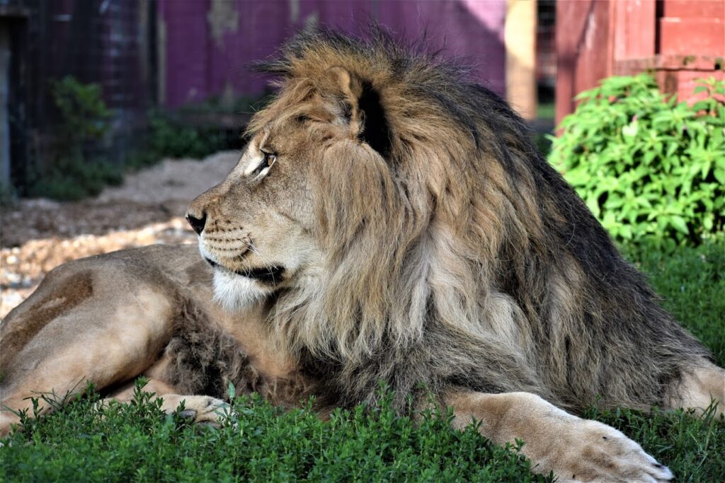 Herc, Lion Profile