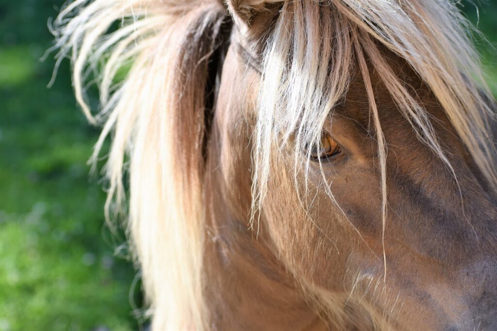 Pip, Mini Horse Profile