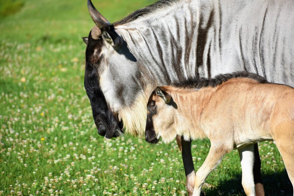 Wildebeest Mother and Baby