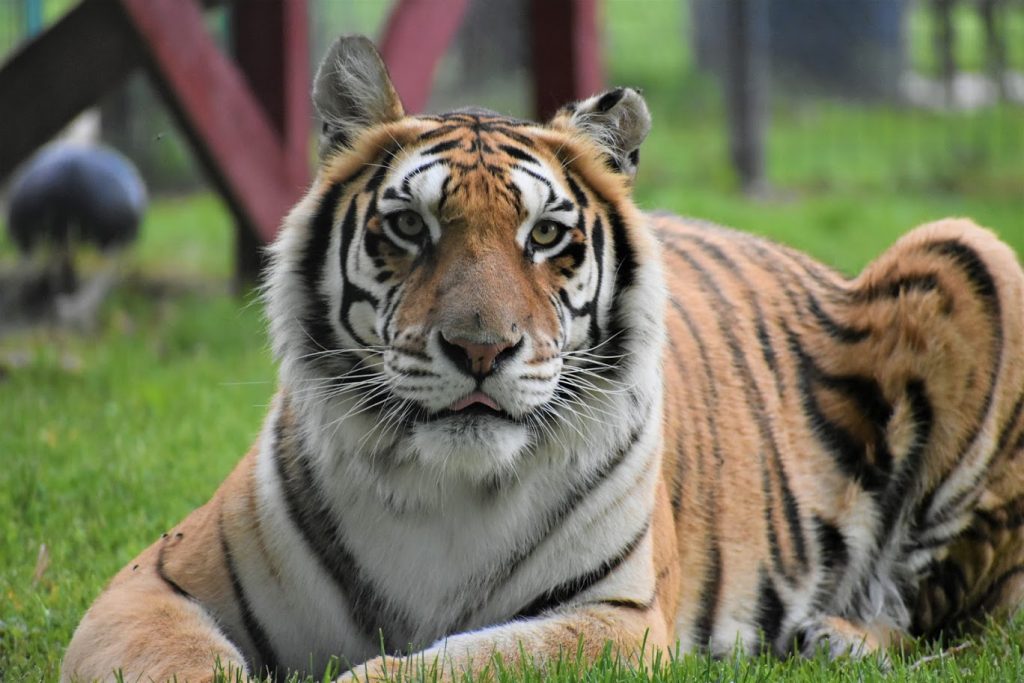 Zahara, Tiger Closeup