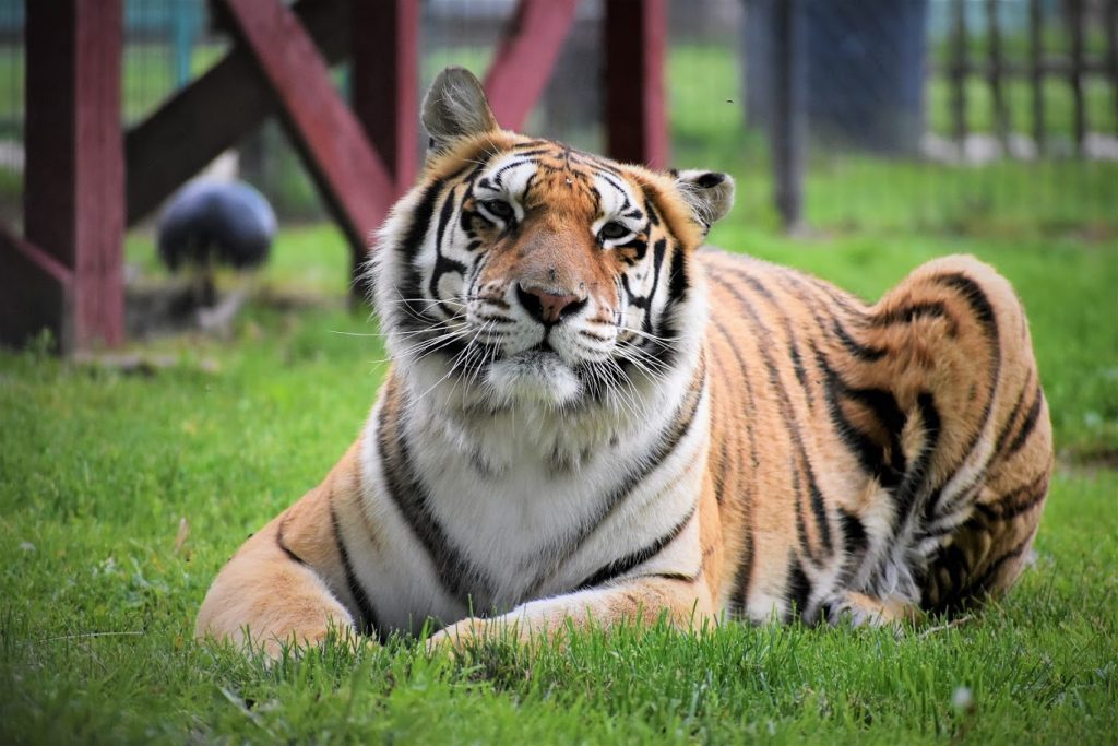 Relaxing Zahara, Tiger
