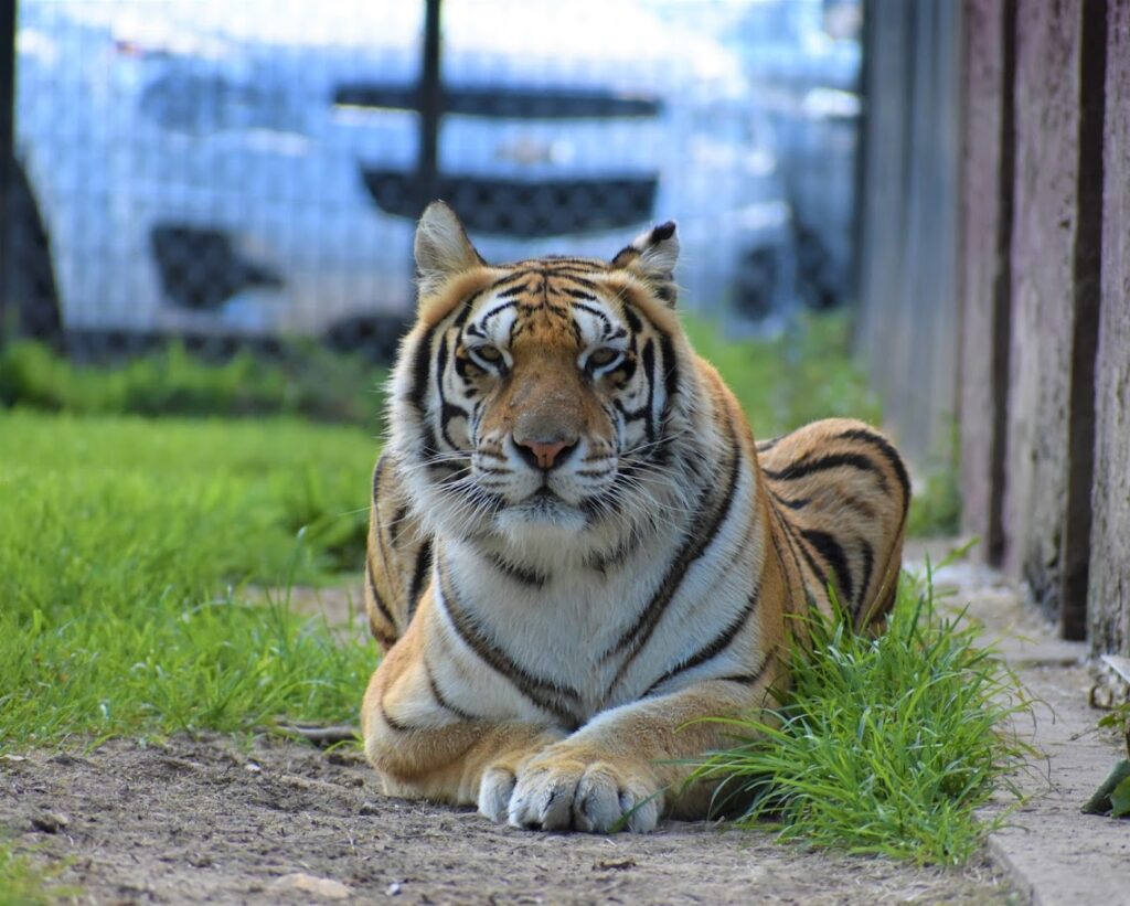 Zahara, Tiger