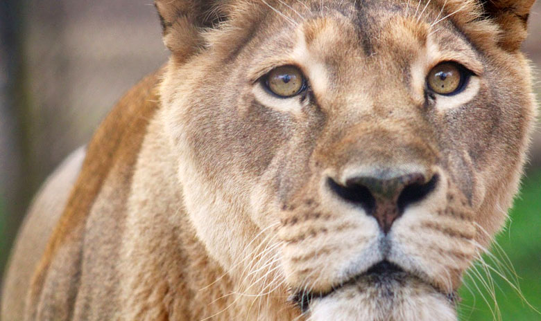 Lioness Closeup