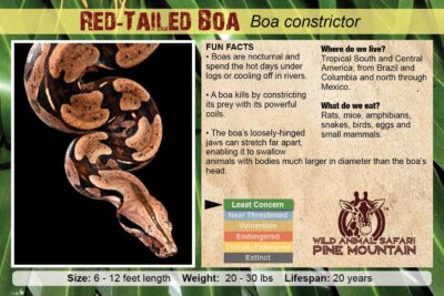 Red-Tailed BOA