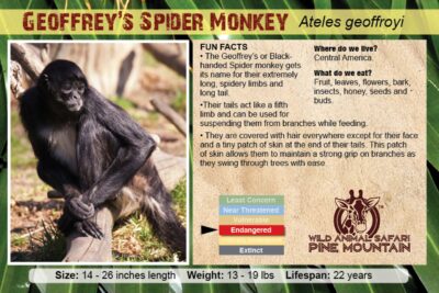 Geoffrey's Spider Monkey