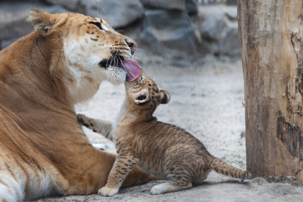 What is a Liger? - Wild Animal Safari