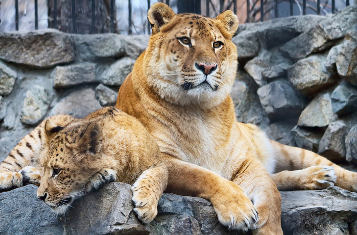 What is a Liger? - animalsafari
