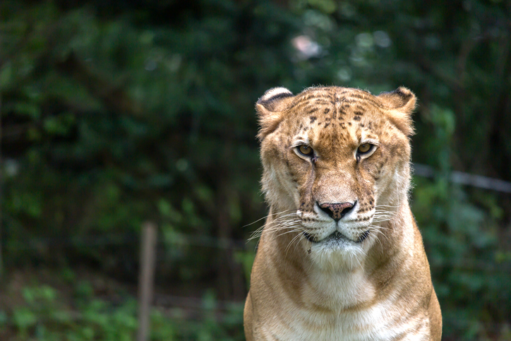 What is a Liger? - animalsafari