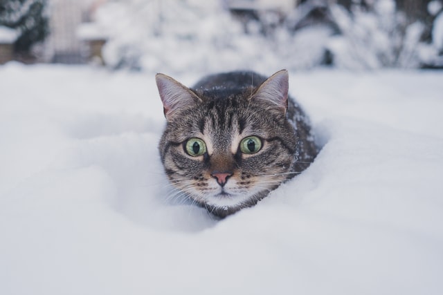 Surviving Winter: How Animals Adapt To The Cold - animalsafari