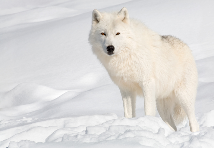 5 Things You Didn't Know About The Arctic Wolf - animalsafari