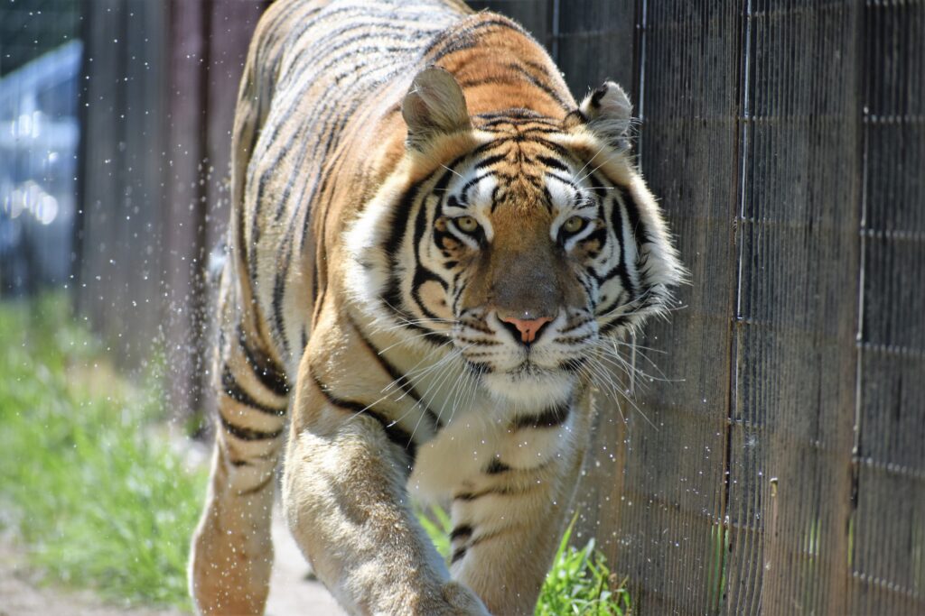 Orange Bengal Tiger - Creation Kingdom Zoo