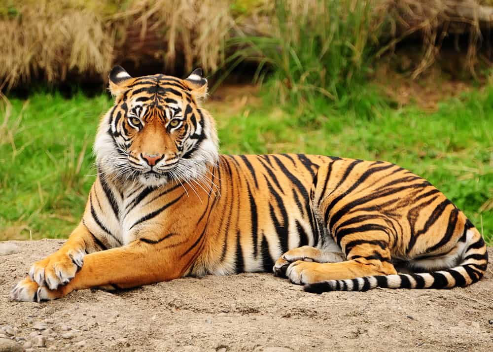 The bones of the tiger ( Panthera tigris (L.)) skeleton. a. Most