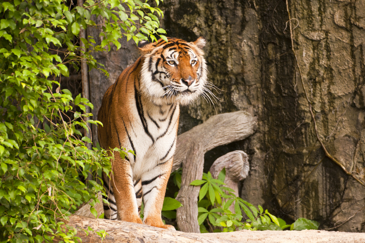 A comparison of all the different tiger species alive today (made by  GuateGojira) : r/bigcats