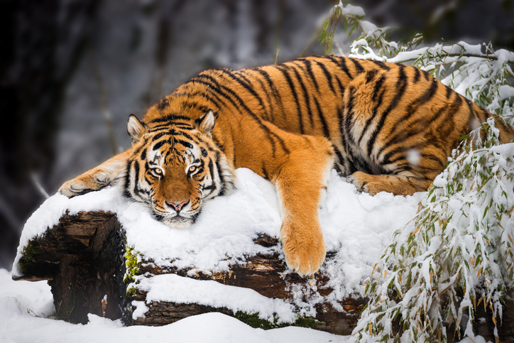 Tigers that once terrorized Hong Kong are almost extinct