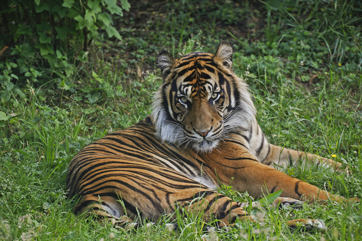 Orange Bengal Tiger - Creation Kingdom Zoo