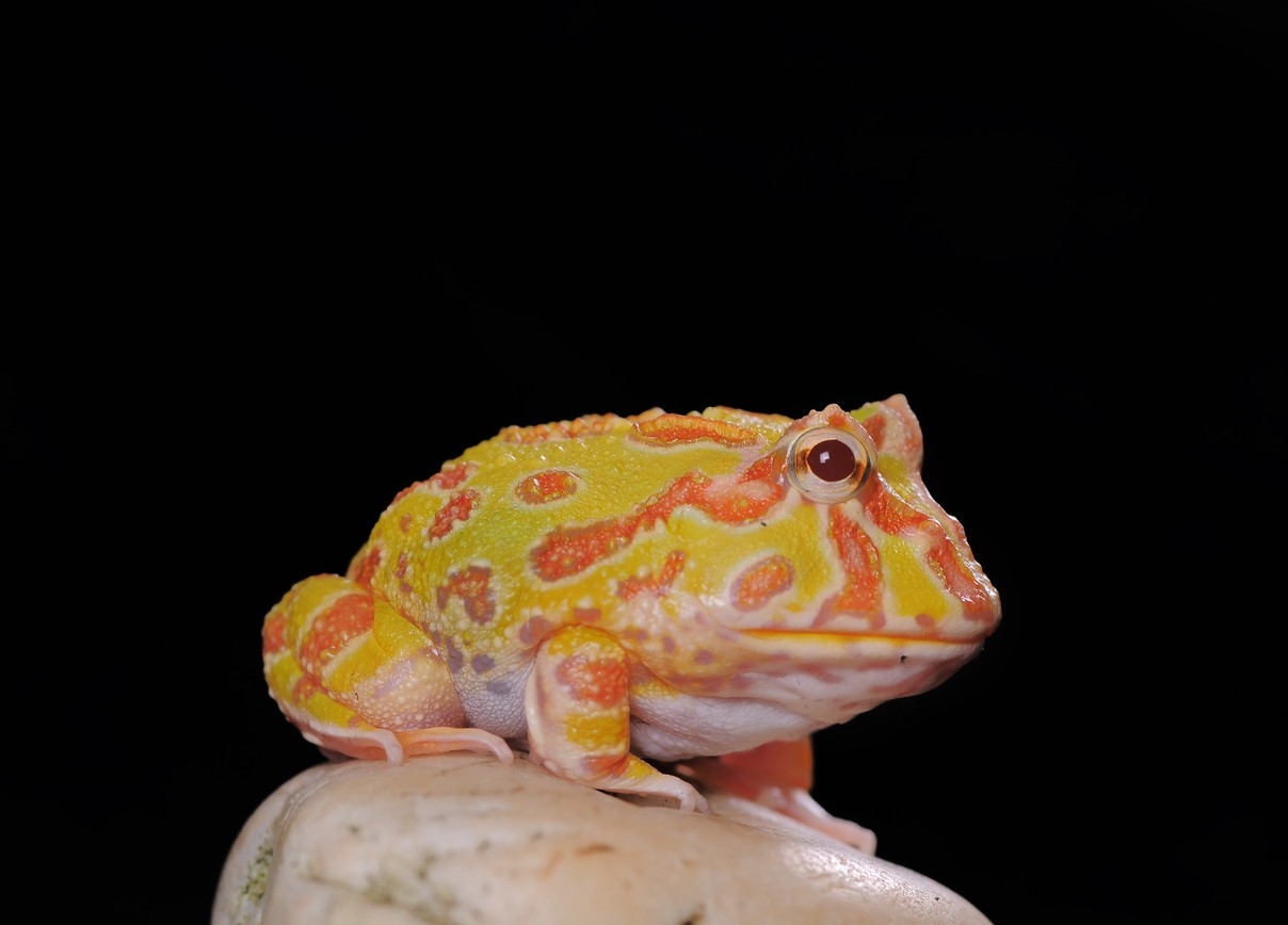 strawberry-pacman-frog-habitat