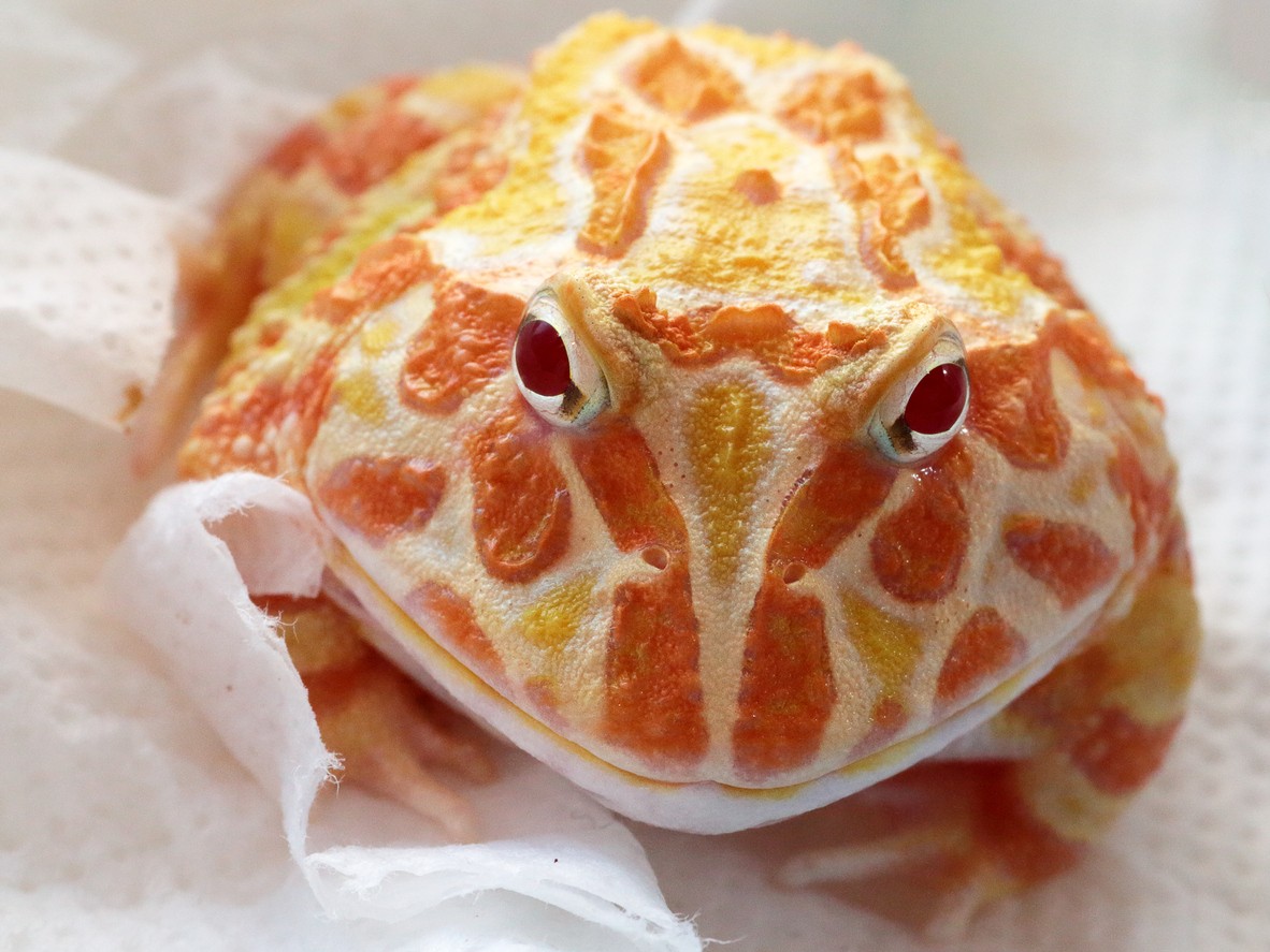 Full grown strawberry pacman frog