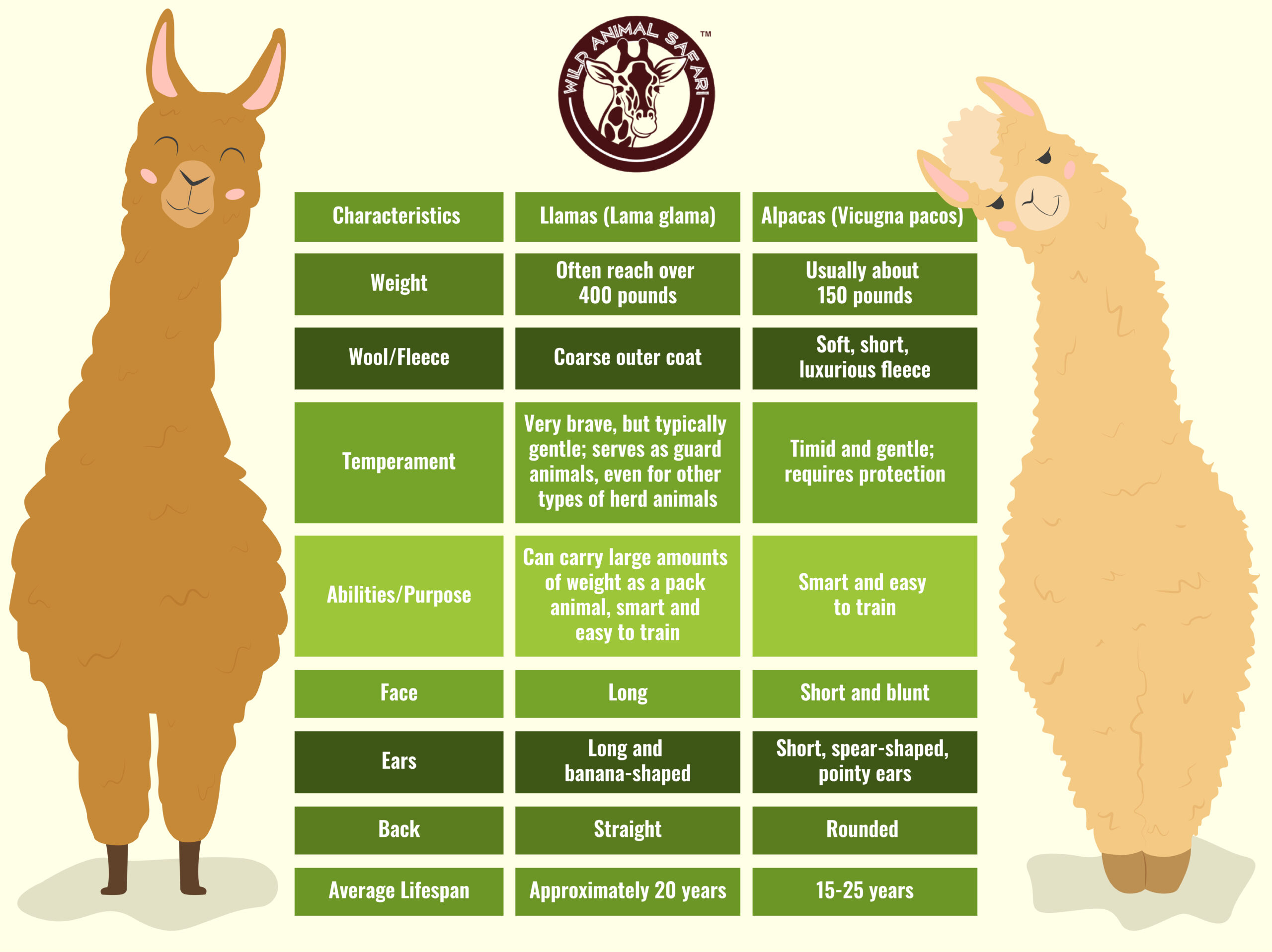 10 Differences Between Llamas and Alpacas – Campo Alpaca