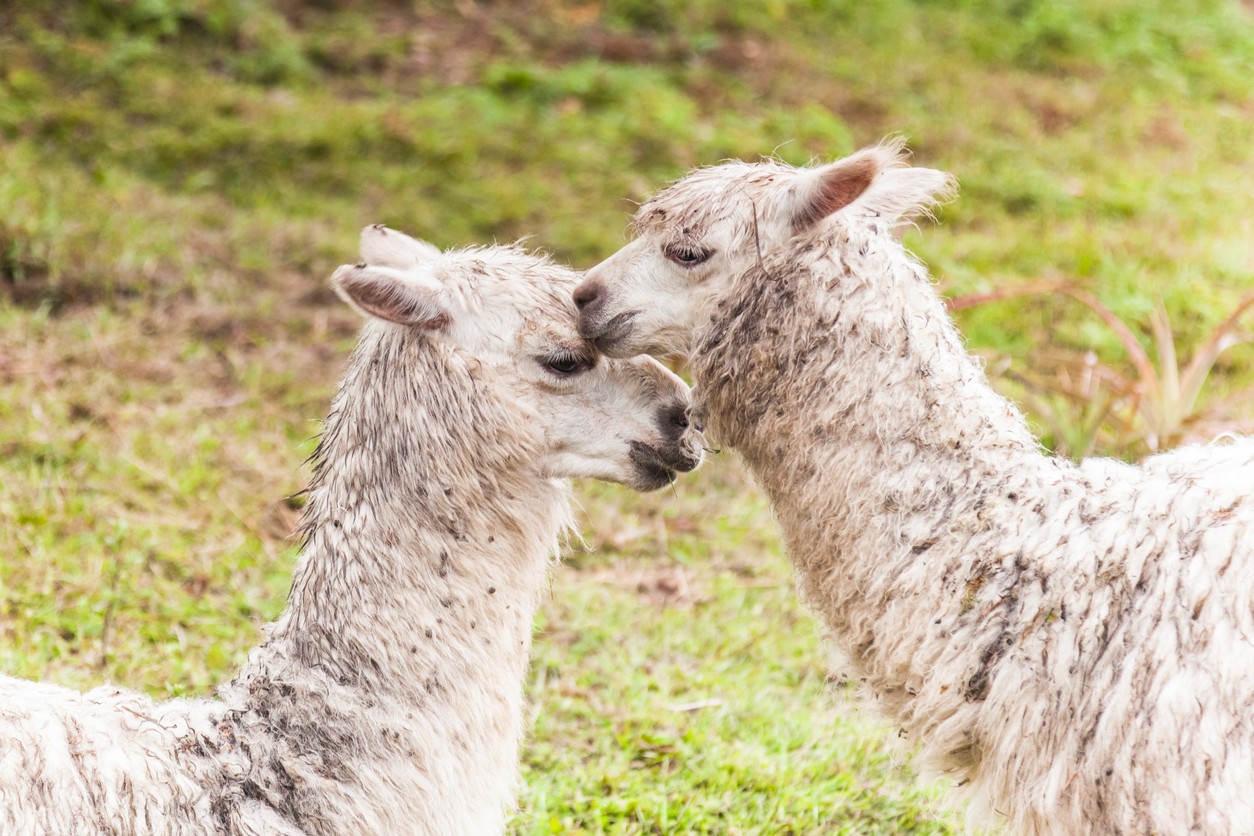 kissing-llamas