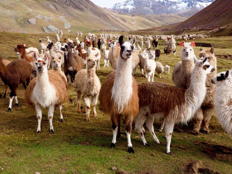 llamas-and-alpacas-of-peru