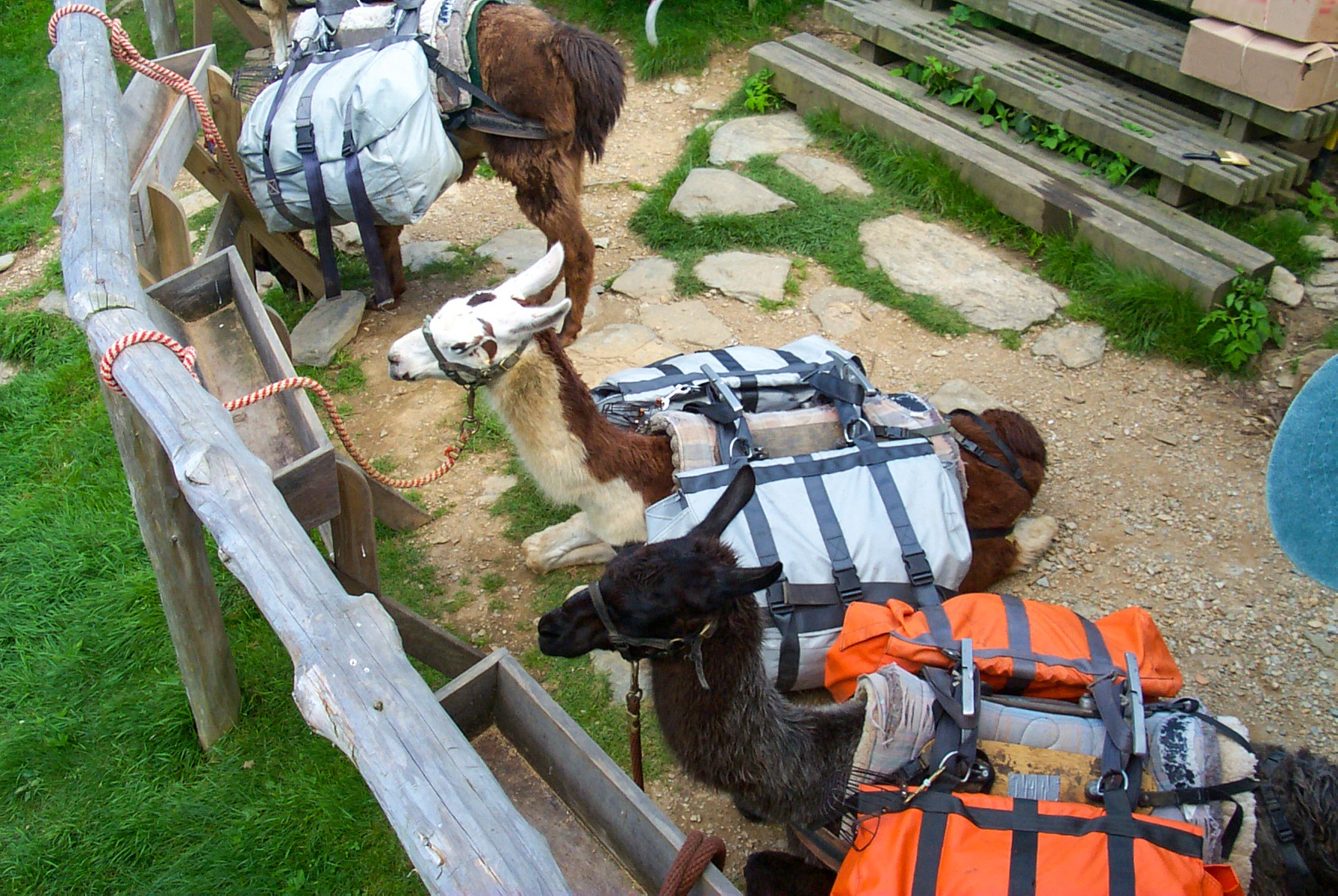 llamas-as-pack-animals