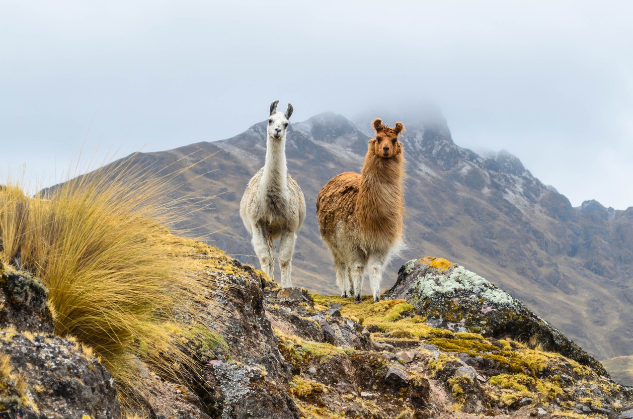llamas-in-peru-mountains