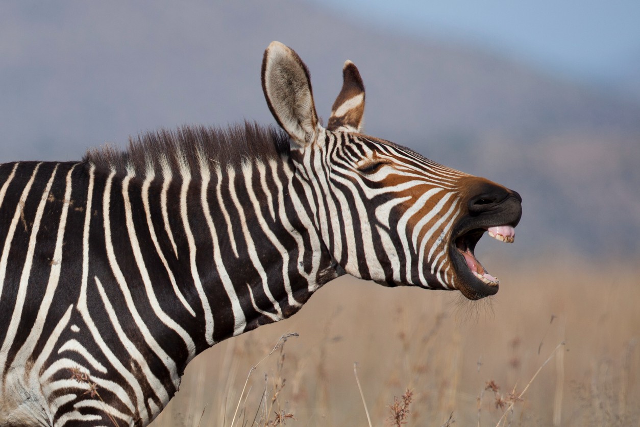zebra-braying