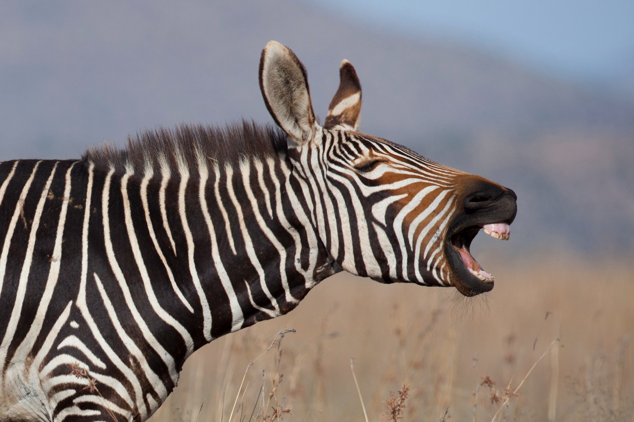 What Sound Does A Zebra Make Wild Animal Safari Park 2023 