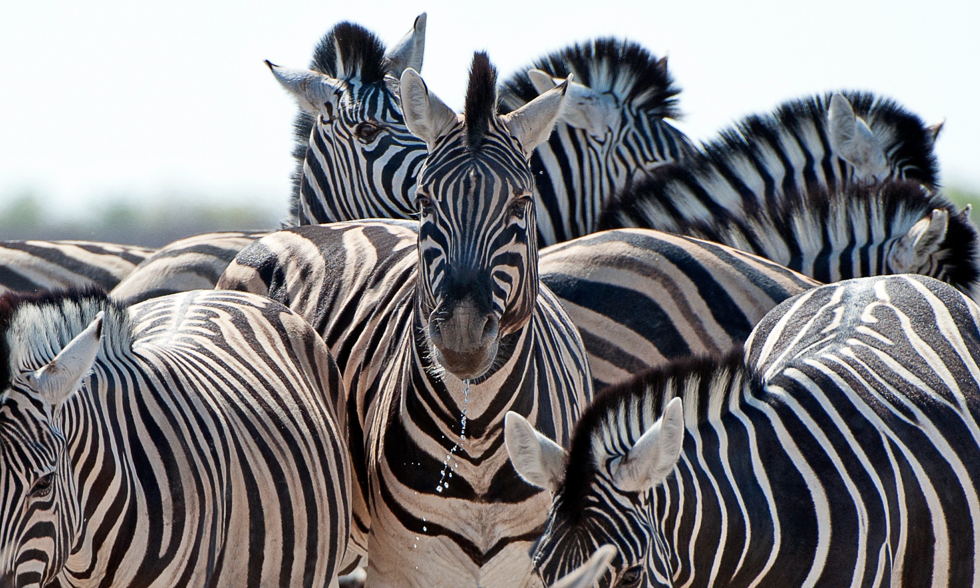 What Sound Does a Zebra Make? | Wild Animal Safari Park