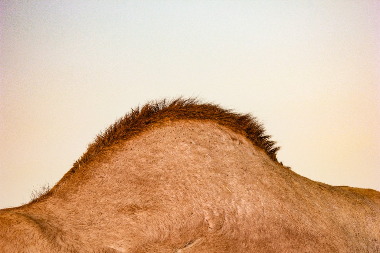 camel-hump-close-up