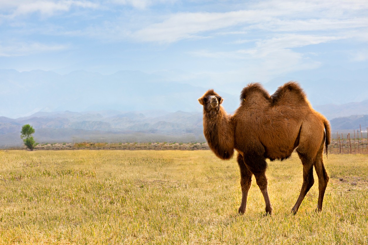 camel-with-two-humps-in-wild
