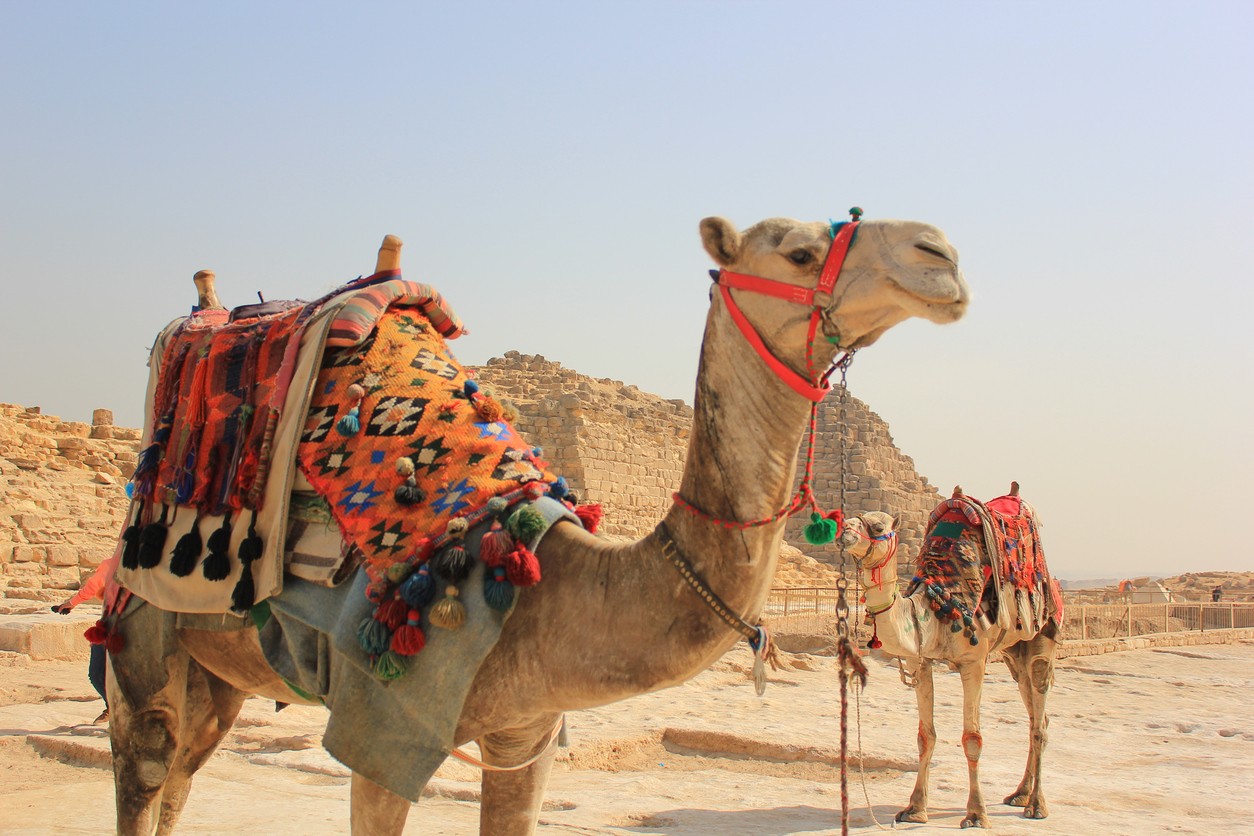 camels-as-transportation