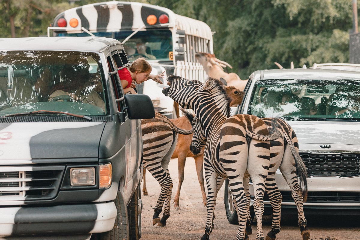 drive thru animal safari georgia
