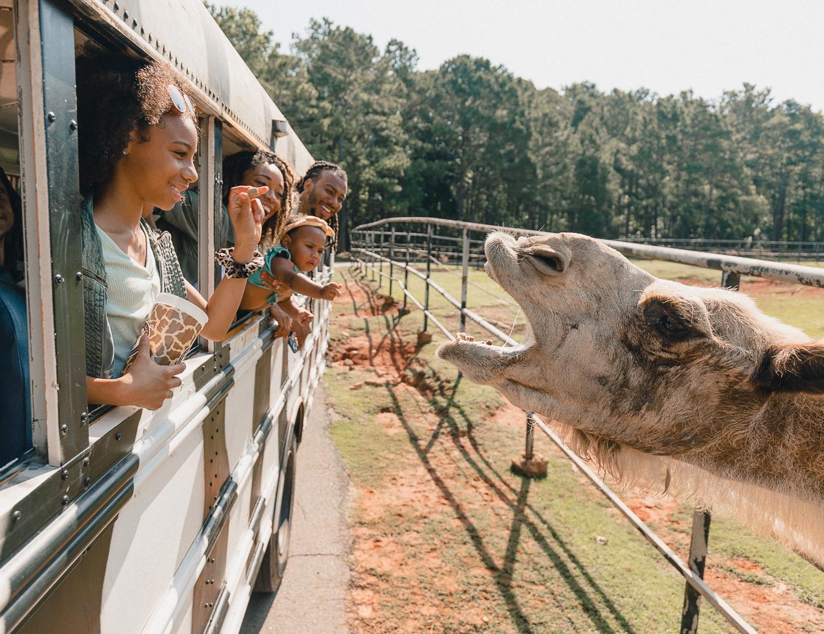 drive through safari augusta ga