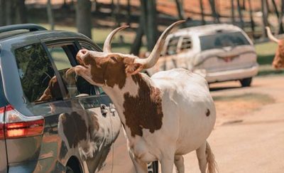 drive thru safari lagrange ga