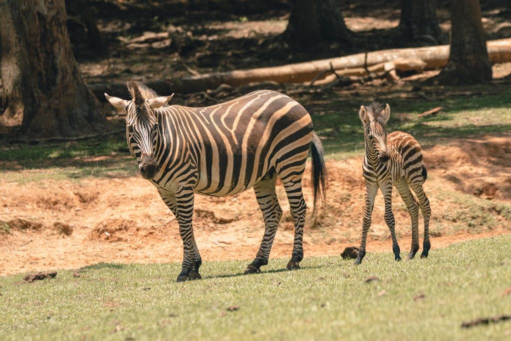 animal safari cartersville ga