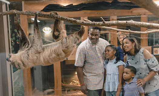 Family looking at sloth in it's habitat
